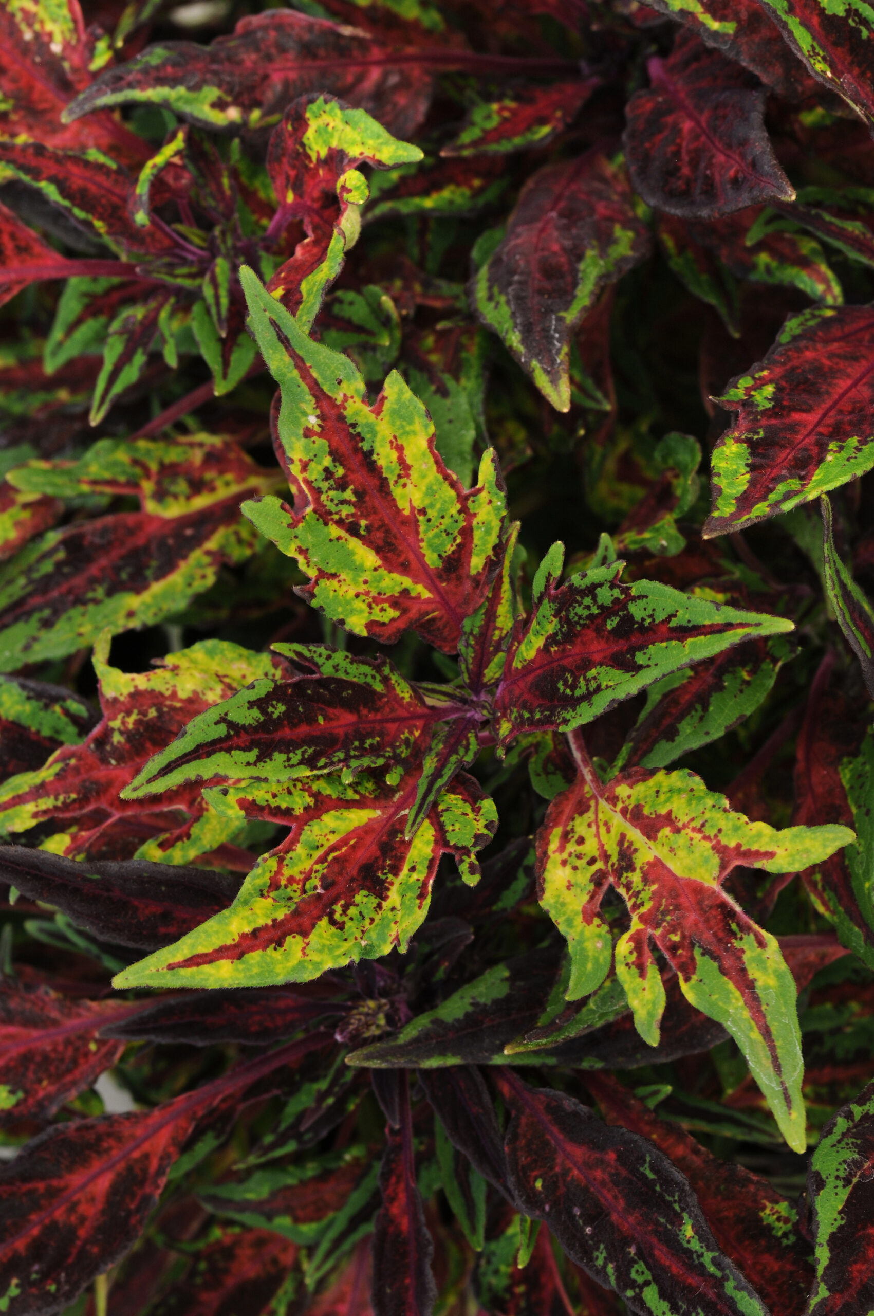 Flamethrower Chili Pepper Coleus Ahner Greenhouse