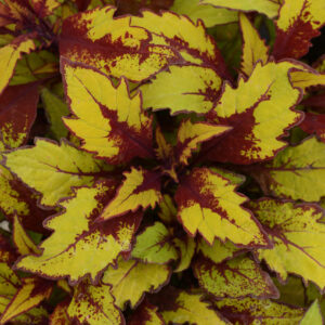 Coleus- Flamethrower Spicycurry