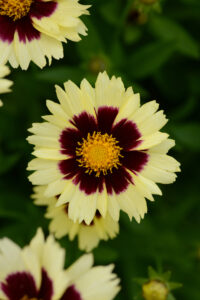 Coreopsis_UpTick_Cream_Red_Bloom_13048