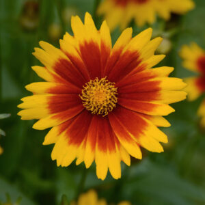 Coreopsis_UpTick_Gold_Bronze_Bloom_13050