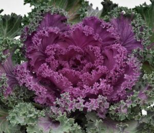 Flowering Kale- Nagoya red