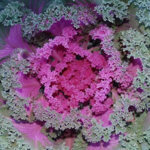 Flowering Kale- Nagoya Rose