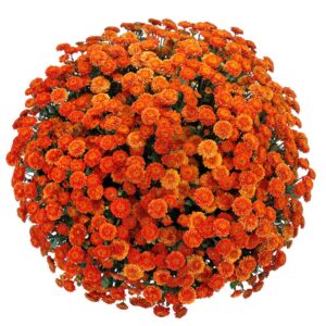 Orange Bronze MUM