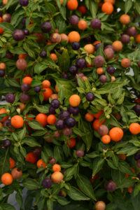 Ornamental_Pepper_Hot_Pops_Purple