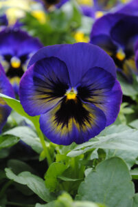 Pansy_Matrix_Midnight_Glow