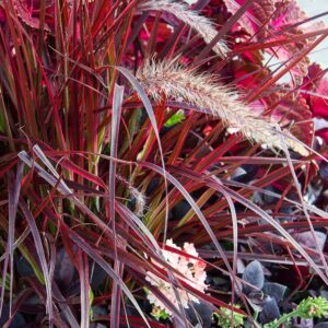 Purple Fountain Grass
