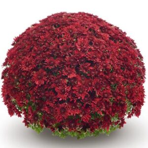 Red mum