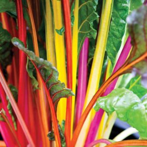 Swiss chard- Bright Lights