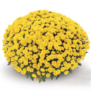 Yellow Mum