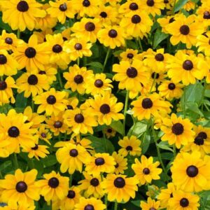 rudbeckia- toto gold