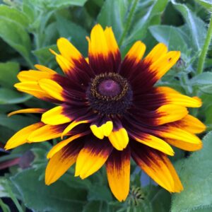 rudbeckia_denver_daisy