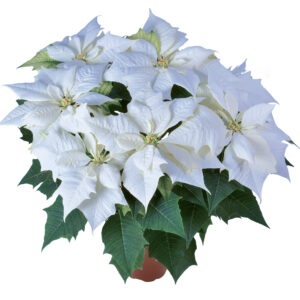 10" White Poinsettia