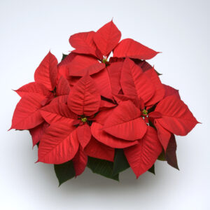 10" Red Poinsettia