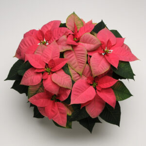10" Pink Poinsettia