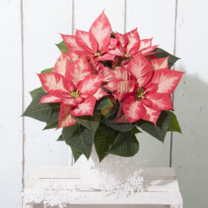 8" Princess Poinsettia