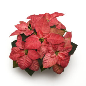 8" Queen Poinsettia