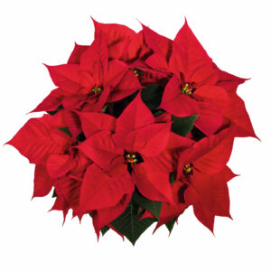 10" Merlot Poinsettia