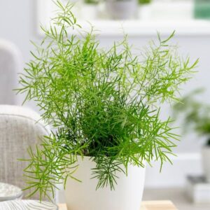 Asparagus-Fern