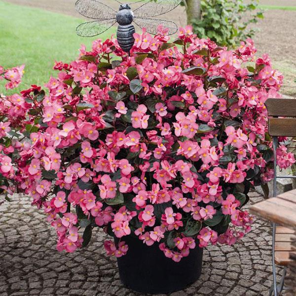 Begonia Whopper Bronze Leaf Rose | Ahner Greenhouse