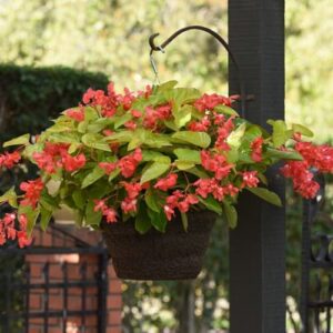 10" HB Begonia