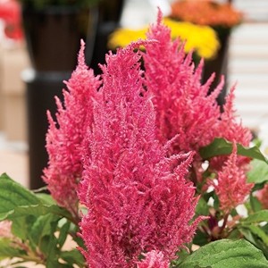 Celosia-Pink-2 | Ahner Greenhouse