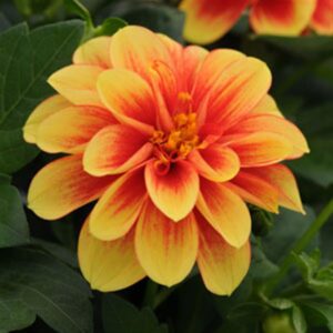 Dahlia-Dalaya-Yellow-Red-Eye