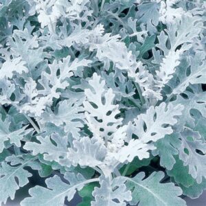 Dusty-Miller-Silverdust