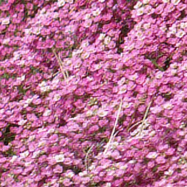 Easter-Bonnet-Deep-Pink-1 | Ahner Greenhouse