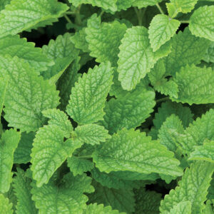 Lemon-Balm