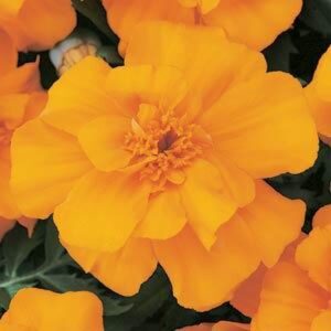 Marigold-Safari-Orange