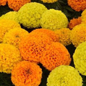 Marigold