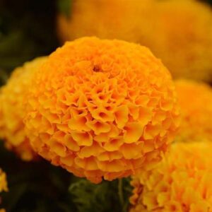 Marigold-Taishan-Orange