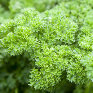 4.5" - Parsley