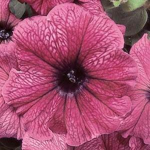 Petunia-Madness-Plum