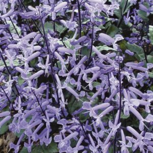 6.5" - Plectranthus