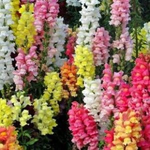 Snapdragon-Mix