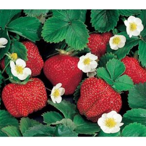 Strawberry-Ozark-Beauty