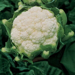 cauliflower-amazing