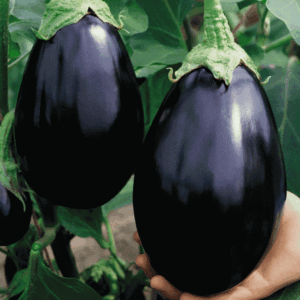 eggplant-black-beauty