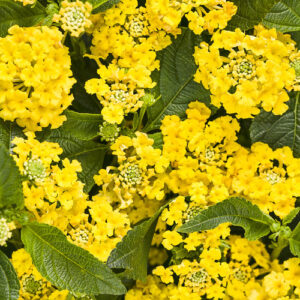 10" HB Lantana