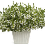 scaevola white sparkle
