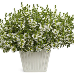 scaevola white sparkle
