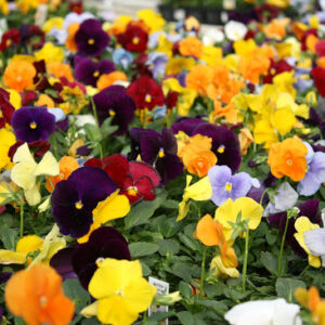 Pansy Flats