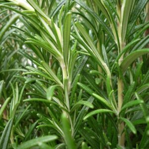 4.5" - Rosemary