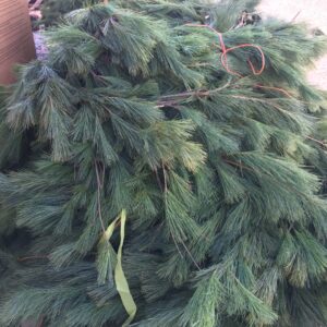 25ft. White Pine Garland