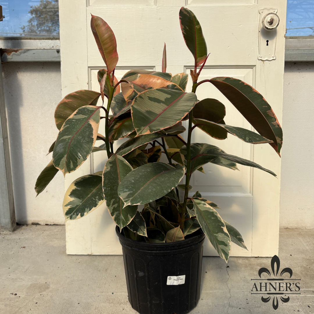 10 Inch Ficus Ruby Ficus – Elastica Ruby, 10 | Ahner Greenhouse