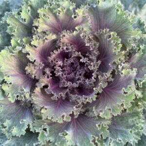 Flowering Kale