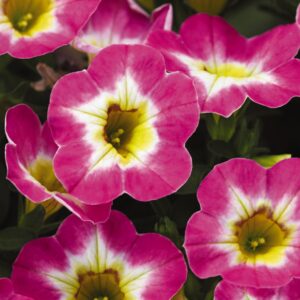 10" HB Calibrachoa - Chameleon