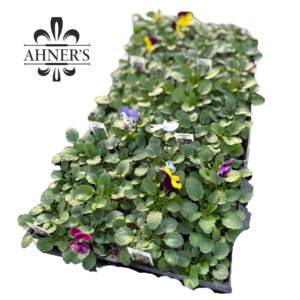 6-Pack Bedding Plants Flats