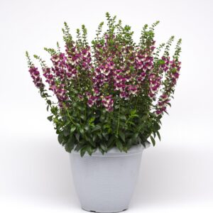 6.5" - Angelonia